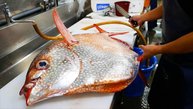 Японская уличная еда - великан солнечная рыба - Япония морепродукты