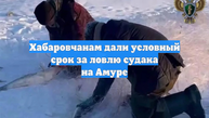 Хабаровчанам дали условный срок за ловлю судака на Амуре