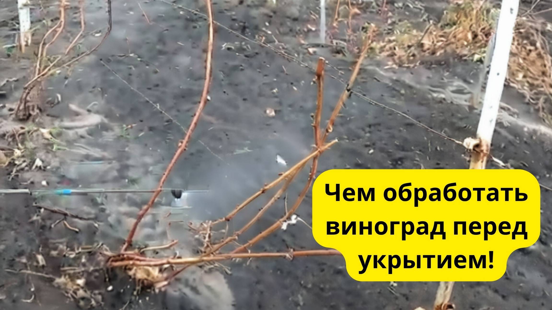 ВИНОГРАД. ПОСЛЕДНЯЯ ОБРАБОТКА ПЕРЕД УКРЫТИЕМ!