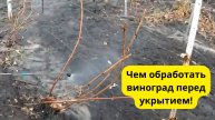 ВИНОГРАД. ПОСЛЕДНЯЯ ОБРАБОТКА ПЕРЕД УКРЫТИЕМ!