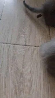 Принцип работы мясорубки
