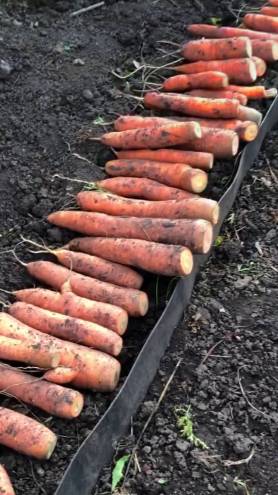 ХРАНИМ МОРКОВЬ ТОЛЬКО ТАК!