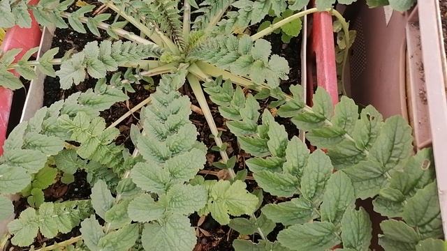 Японский редис сакурадзима