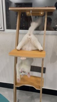 Кот застрял в стуле