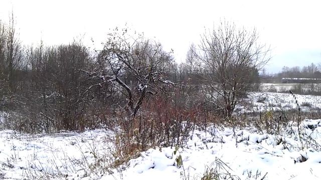 ВлёсноТВ 7.11.16 WоbCервационный планетарий