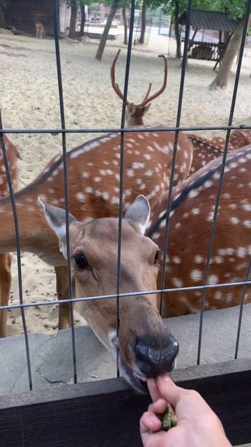 Кормим оленя