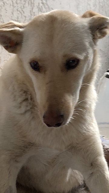 Рубрика ВОЛОНТЁРСКАЯ СОБАКА ❤️
Эта девочка у нас временно 🤗🐕♥️