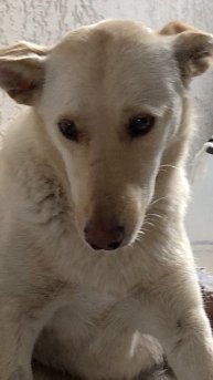 Рубрика ВОЛОНТЁРСКАЯ СОБАКА ❤️
Эта девочка у нас временно 🤗🐕♥️