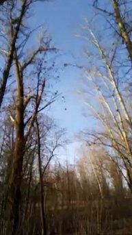 Осенний лес (моё личное стихотворение)