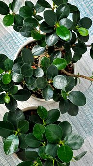 Ficus Green Island