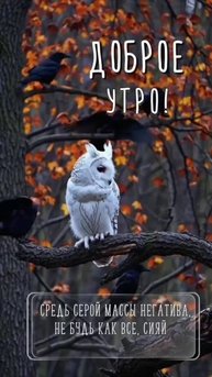 Доброе утро
