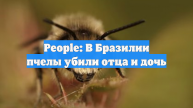 People: В Бразилии пчелы убили отца и дочь
