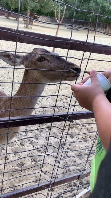 Кормим оленя