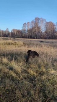 Канадский волк - гибрид. 28 октября 2025