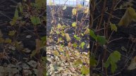 VID20251026152224.mp4