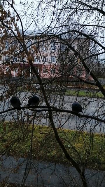 28.10.25г/всем доброе 🍁🍂🕊️