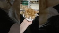 Ужин 33 кошек. Тормошу Чмоки, а Цыпленка кормлю с ладошки. Приют Петербург