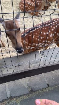 Кормим оленя