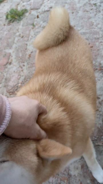 Рубрика ЭТО ЛЕТО 2025 🐕 ❤️ 23923.mp4