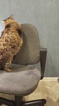 Альфа и Тима #shorts #шортс #AlfaTima #АльфаТима #tiktok #тикток #милота #cutedogs  #cutecats