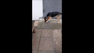 Собака. Том