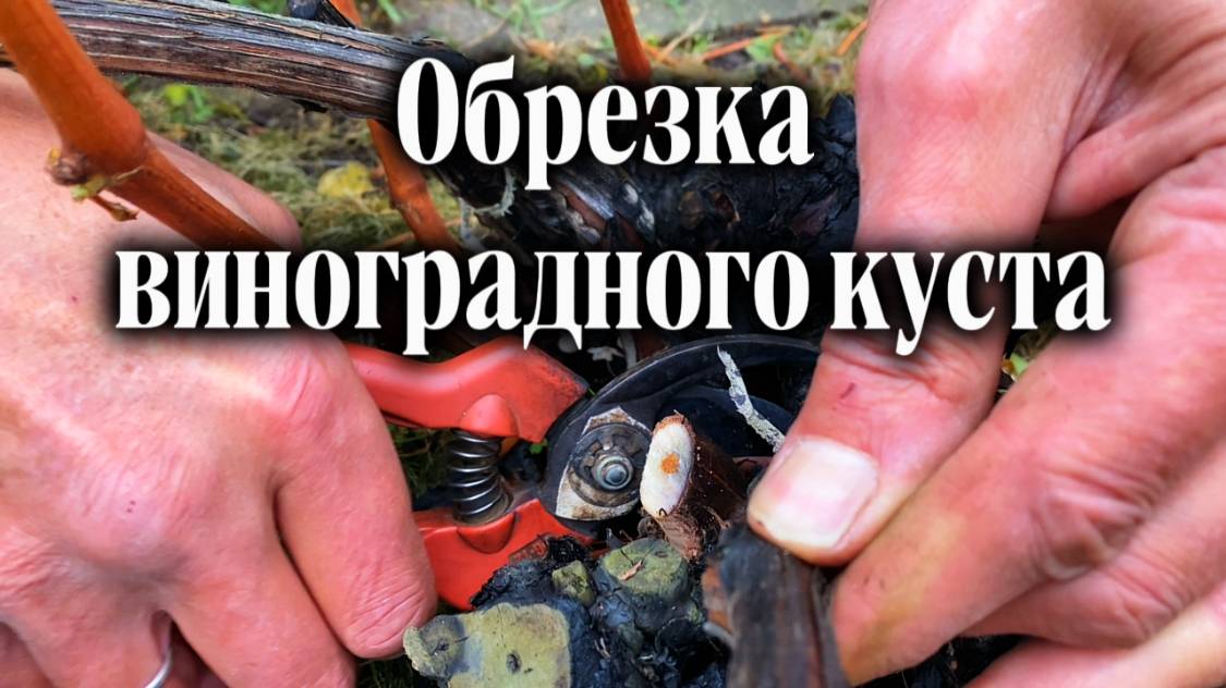 Как обрезать виноградный куст? Основные моменты при обрезке винограда.