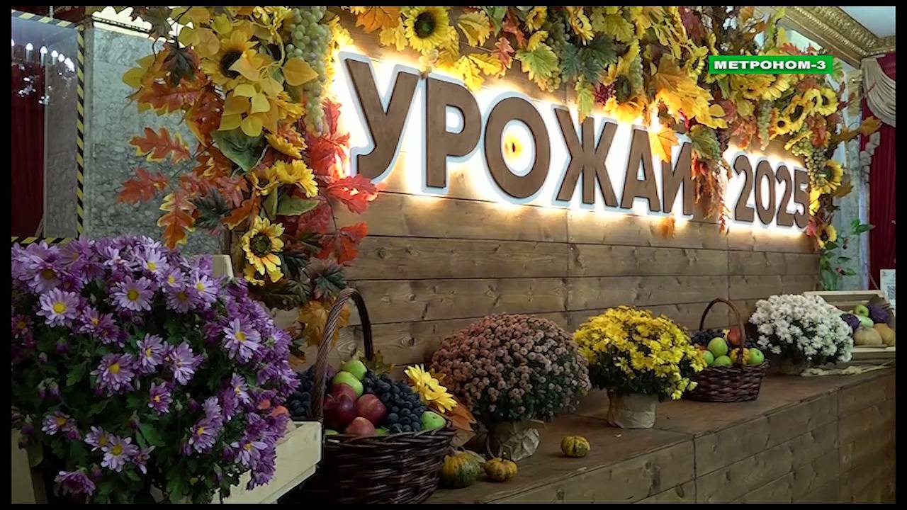 11 МИЛЛИОНОВ 300 ТЫСЯЧ ТОНН ЗЕРНА СОБРАЛИ КУБАНСКИЕ АГРАРИИ В 2025 ГОДУ