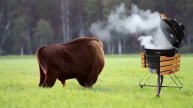 Бизон и гриль