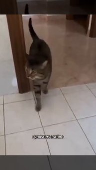 Очень разговорчивый кот