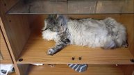 Кот. Кос