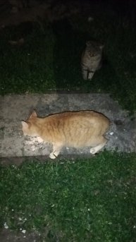 охраняю Рыженькую