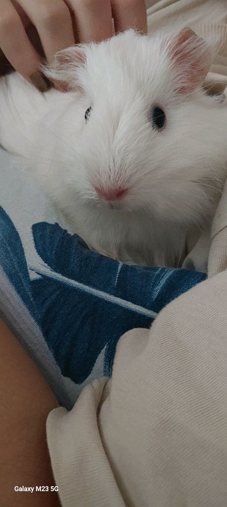 Cavia porcellus — зверь с парадоксами