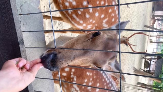 Кормим оленей