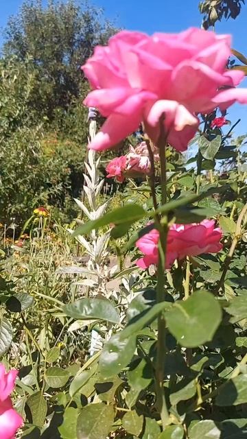 Немного летнего настроения