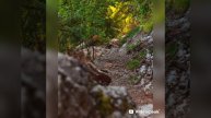 ИИ-"Давид"(На Свати и Себуанском языках)
Автор текста я
Музыка и исполнение ИИ.mp4