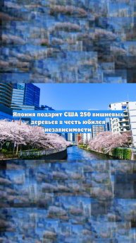 Япония подарит США 250 вишневых деревьев в честь юбилея независимости