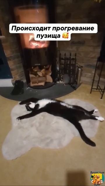 Клип @meowtaverse