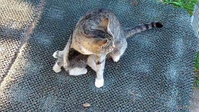 Киска Василиска с котятами. Сентябрь 2025