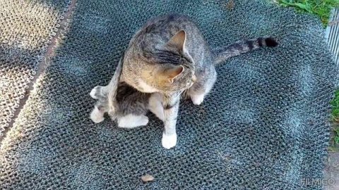 Киска Василиска с котятами. Сентябрь 2025