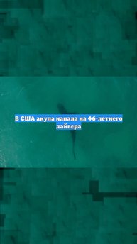 В США акула напала на 46-летнего дайвера