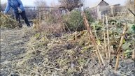 Готовлю цветы к зиме. Продолжаю борьбу со слизнями. Гуляю, наслаждаюсь   прекрасной погодой.