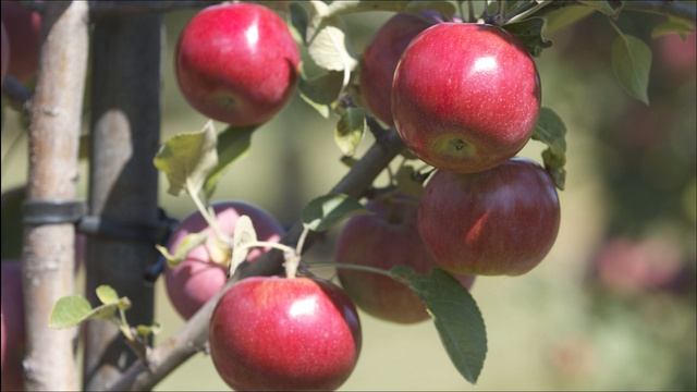 Мичурин - настоящий работник сада