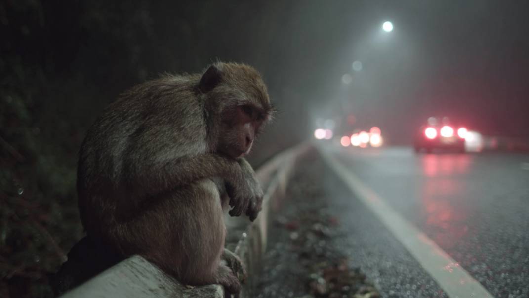Зараженные гепатитом и коронавирусом обезьяны сбежали после аварии в США
