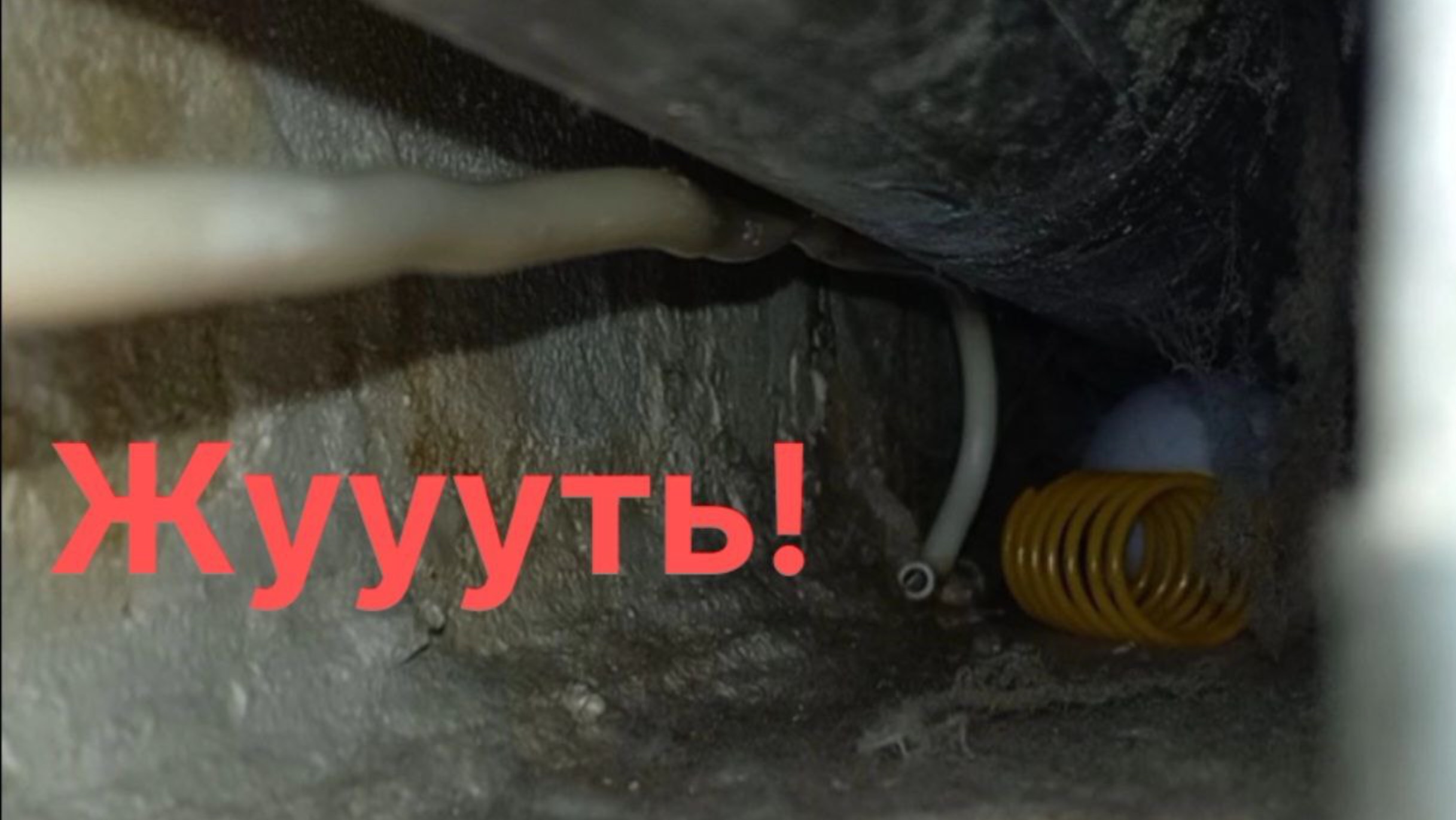 Квест по кошачьему клондайку. 29 октября 2025 г.