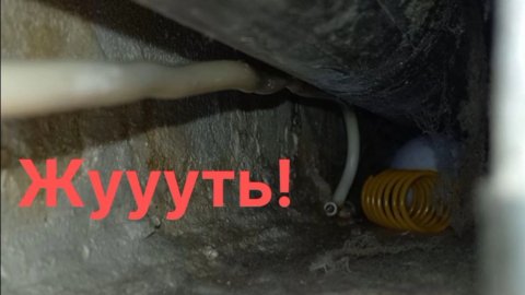 Квест по кошачьему клондайку. 29 октября 2025 г.