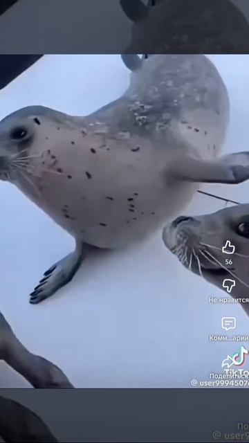 дык кын дыш