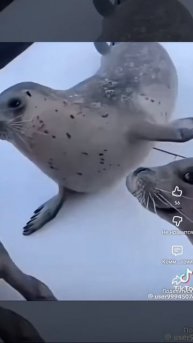 дык кын дыш