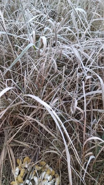 Лëжка тетерева