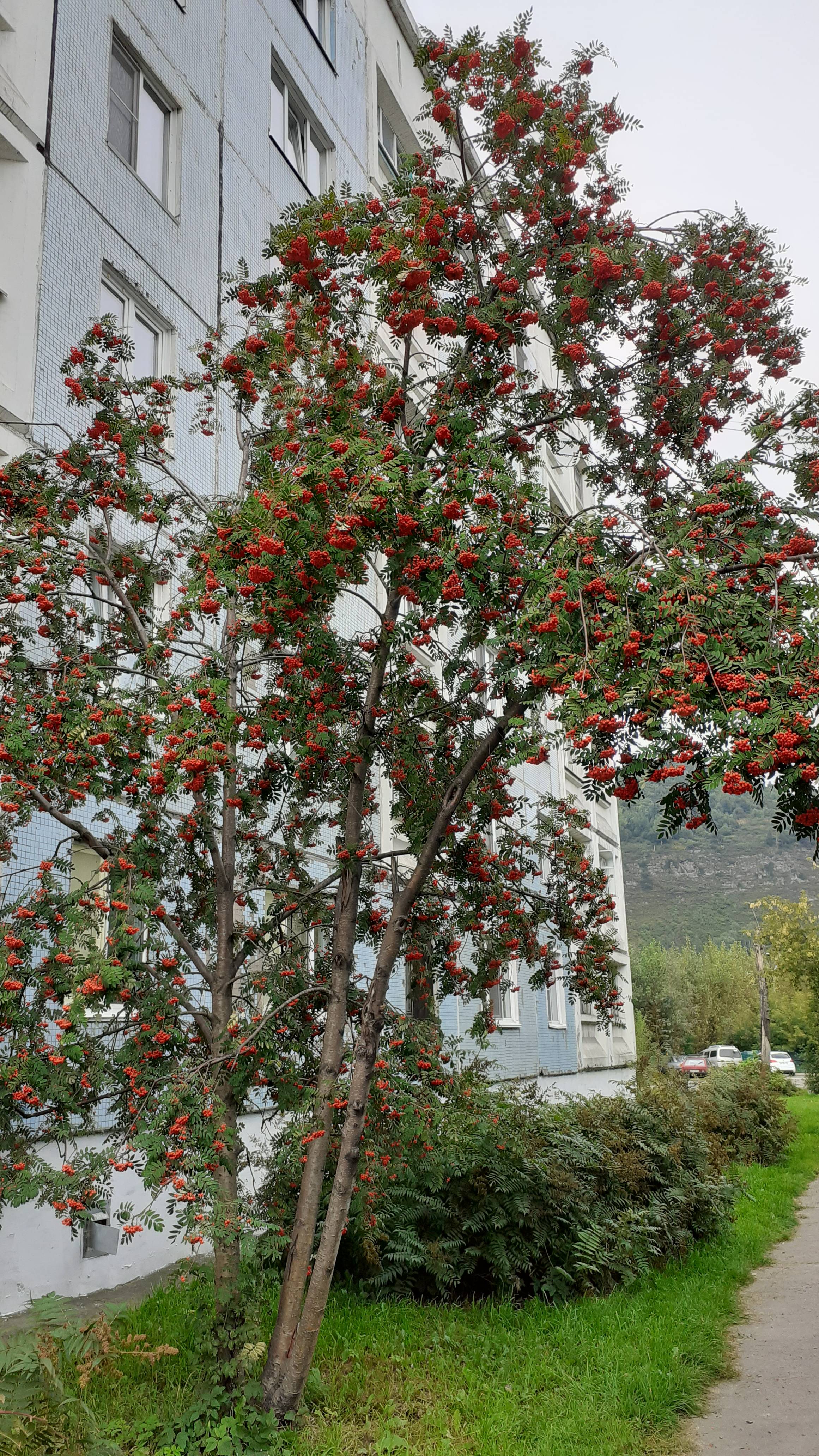 Самый лучший Новый год