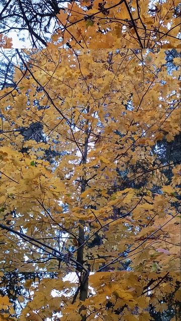 Очей очарованье ! Золотая осень .